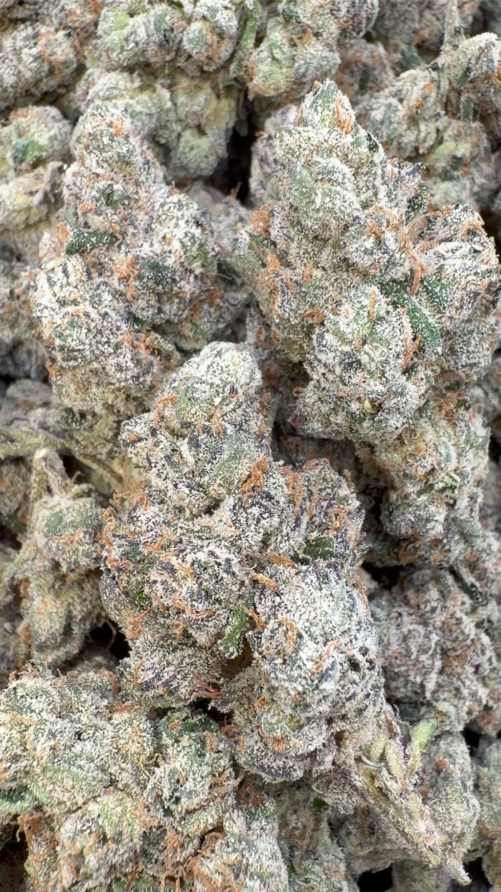 Elite Boutique Exotics Yuzu Cherries - Bulk- Hybrid image 0