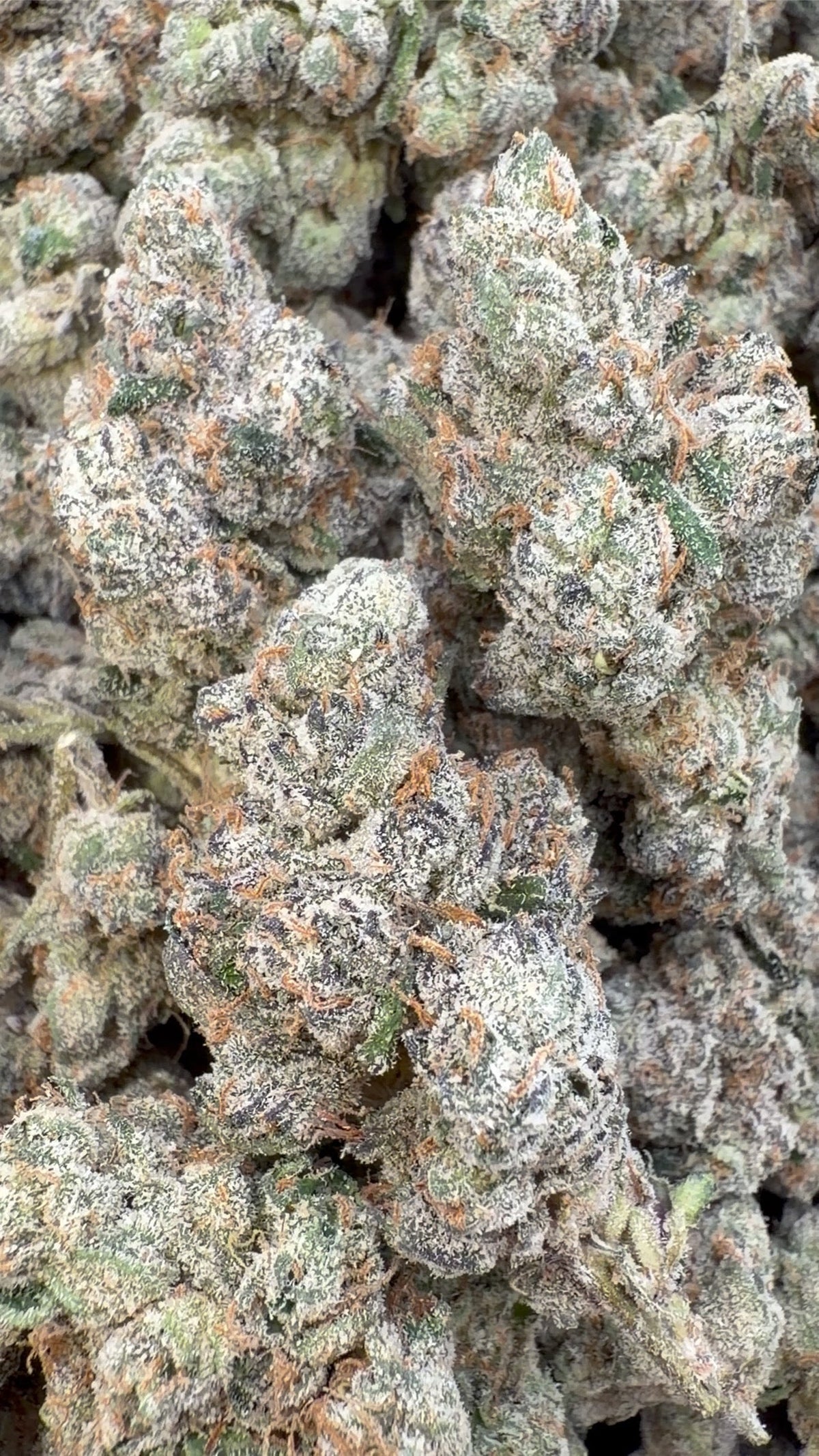 Elite Boutique Exotics Yuzu Cherries - Bulk- Hybrid image 0
